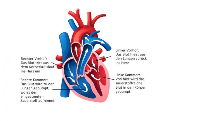 Uberdenken Sie Was Herzinsuffizienz Fur Sie Bedeutet Heart Talks Essential Heart Failure Information